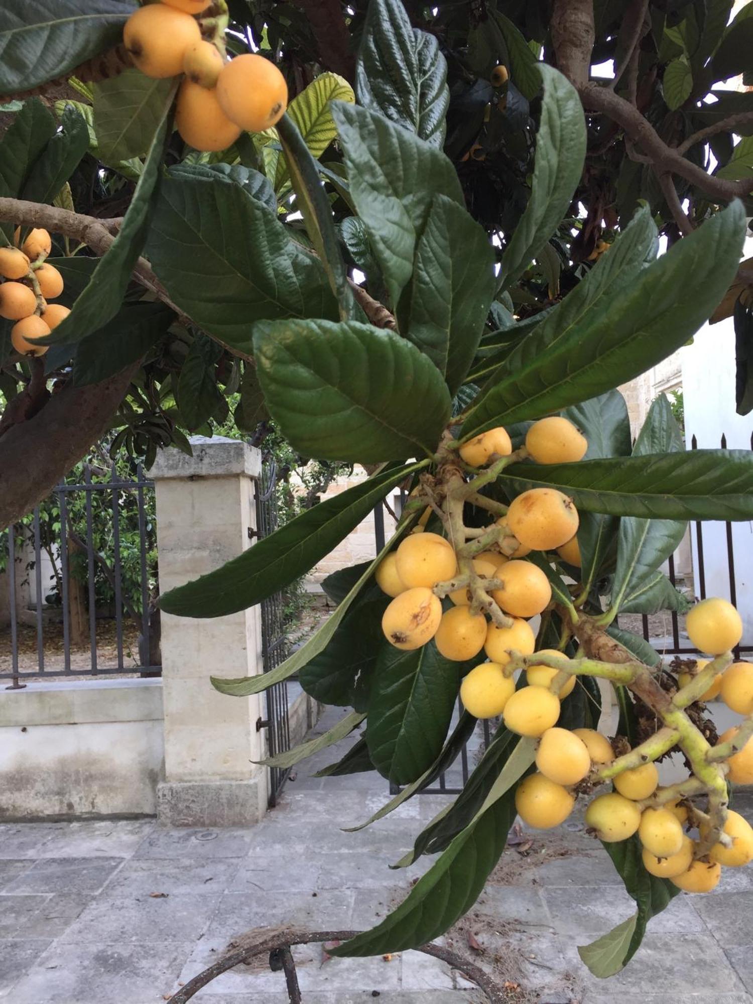 Palazzo De Carlo E Il Parco Dei 7 Pozzi Bed & Breakfast Lecce Luaran gambar